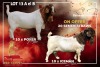 10 X BOER GOAT SEMEN Passano Boerdery