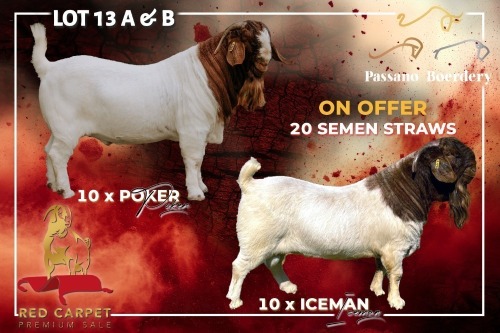 10 X BOER GOAT SEMEN Passano Boerdery