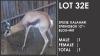 1x Kalahari Springbok/Springbuck 12"- Blou+Wit/Blue+White M:1 V/F: - 2