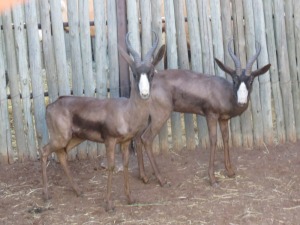 2x Swart Springbok/Black Springbuck M:2 (Per Stuk om lot te neem/Per piece to buy lot)