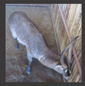 1x Waterbok/Waterbuck M:1