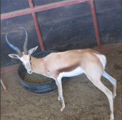 1x Kalahari Springbok/Springbuck 16 3/8" - Blou Regs/Blue Right M:1 V/F: