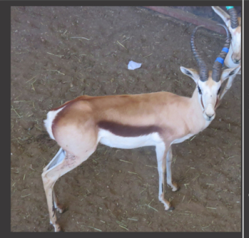 1x Kalahari Springbok/Springbuck 15" - Blou Links M:1 V/F: