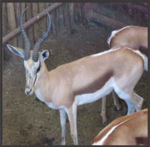 1x Kalahari Springbok/Springbuck 14 3/4" - Swart Links/Black Lings M:1 V/F: