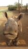 LOT 1  - RHINO CONSERVATION VITA DART - Rhino Capture and Dehorn expience - 7