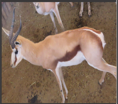 1x Kalahari Springbok/Springbuck 14 1/8"- Swart Regs/Black Rights M:1 V/F: