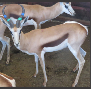 1x Kalahari Springbok/Springbuck 13 1/2" - Blou+Groen/Blue+Green M:1 V/F: