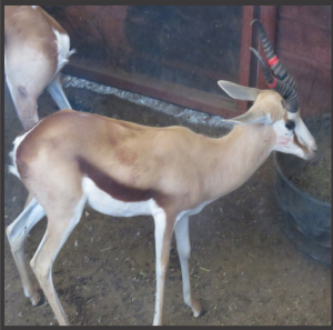 1x Kalahari Springbok/Springbuck 14 3/8" - Rooi+Swart/Red+Black M:1 V/F: