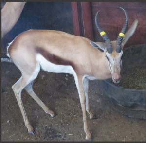 1x Kalahari Springbok 13 3/8"- Swart+Geel M:1 V/F: