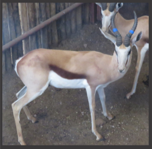 1x Kalahari Springbok/Springbuck 13 1/2"- Swart+Blou/Black+Blue M:1 V/F: