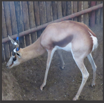 1x Kalahari Springbok/Springbuck 12"- Blou+Wit/Blue+White M:1 V/F: