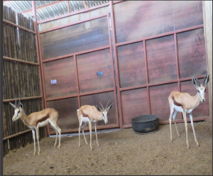 3x Kalahari Springbok/Springbuck V/F:3 (Per Stuk om lot te neem/Per piece to buy lot)