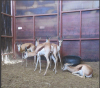 5x Kalahari Springbok/Springbuck V/F:5 (Per Stuk om lot te neem/Per piece to buy lot)