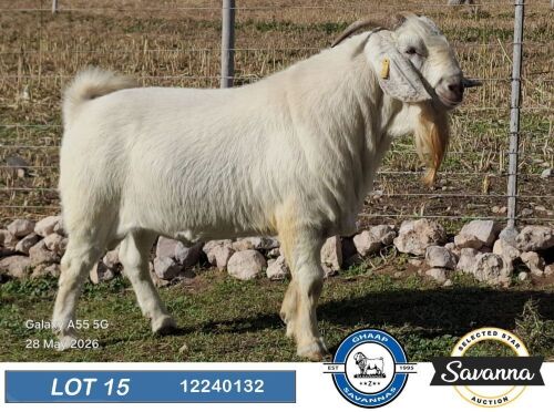 1 X SAVANNA STUD BUCK GHAAP SAVANNAS & VAN ROOYS