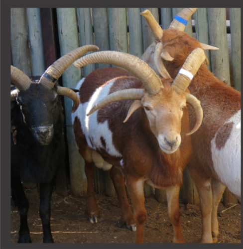 1x 4 Horing Skaap/4 Horn Sheep - Wit Tag/White Tag M:1