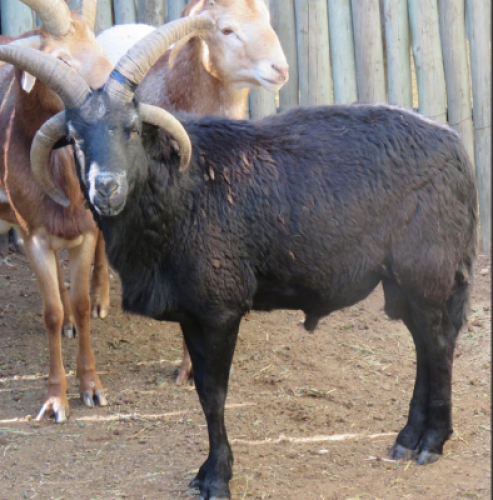 1x 4 Horing Skaap/4 Horn Sheep - Swart Tag/Black Tag M:1