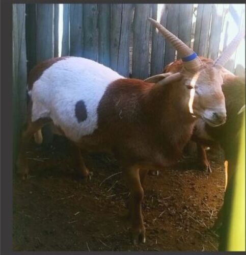 1x 4 Horing Skaap - Blou Tag/4 Horn Sheep Blue Tag M:1