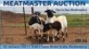 LOT 55 4X MEATMASTER OOI/EWE DAY TO DAY MEATMASTERS - 2