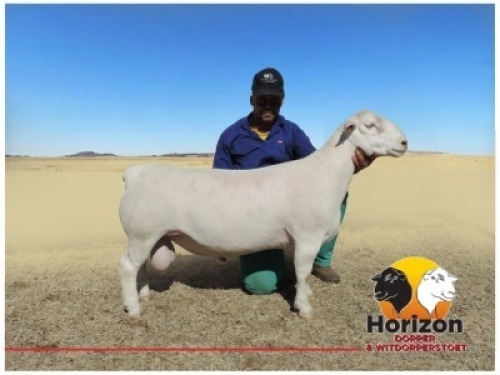1x WIT DORPER Ram Peet Cilliers Vergesig Witdorper Stoet TIEPE 5