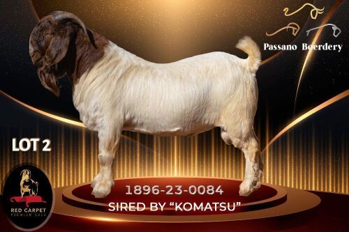 1 X BOER GOAT FLOCK 52-52 BUCK Passano Boerdery