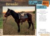 WITHDRAWN - 1 X BESSIE HORSE MARE