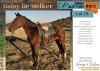 1 X DAISY DE MELKER HORSE MARE IG ERASMUS