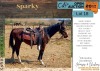 1 X SPARKY HORSE STALLION GIDEON PRETORIUS - 2
