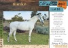 1 X HANKE HORSE MARE LISA-SUE BEZUIDENHOUT - 2