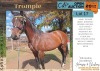 1 X BUTTERCUP HORSE MARE IG ERASMUS - 2