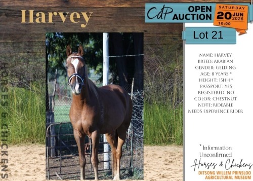 1 X BIESIEBOL HORSE MARE