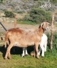 1+1 X MEATMASTER RECORDED PREGNANT EWE WILGERBOOM MEATMASTERS - 2