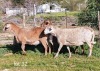 1 X MEATMASTER RECORDED PREGNANT EWE WILGERBOOM MEATMASTERS - 2