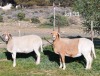 1 X MEATMASTER RECORDED PREGNANT EWE WILGERBOOM MEATMASTERS - 2