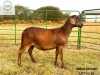 1 X MEATMASTER RECORDED PREGNANT EWE SARUMICH MEATMASTERS - 2