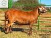 1 X MEATMASTER RECORDED RAM SARUMICH MEATMASTERS - 2