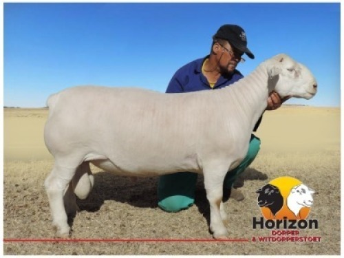 1x WIT DORPER Ram Peet Cilliers Vergesig Witdorper Stoet KUDDE