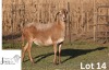 1 X MEATMASTER NOT RECORDED PREGNANT EWE JUWIL MEATMASTERS - 2