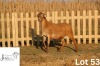 1 X MEATMASTER NOT RECORDED PREGNANT EWE JUWIL MEATMASTERS - 2