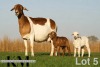 1+2 X MEATMASTER RECORDED EWE KROON MEATMASTERS - 2