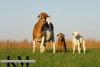 1+2 X MEATMASTER RECORDED EWE KROON MEATMASTERS - 3