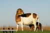 1+2 X MEATMASTER RECORDED EWE KROON MEATMASTERS - 4