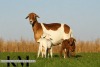 1+2 X MEATMASTER RECORDED EWE KROON MEATMASTERS - 5