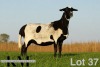 1 X MEATMASTER RECORDED PREGNANT EWE KROON MEATMASTERS - 2