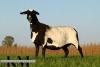 1 X MEATMASTER RECORDED PREGNANT EWE KROON MEATMASTERS - 3