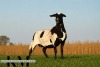 1 X MEATMASTER RECORDED PREGNANT EWE KROON MEATMASTERS - 4