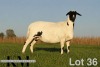 1 X MEATMASTER RECORDED PREGNANT EWE KROON MEATMASTERS - 2