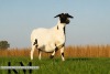 1 X MEATMASTER RECORDED PREGNANT EWE KROON MEATMASTERS - 3