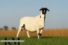 1 X MEATMASTER RECORDED PREGNANT EWE KROON MEATMASTERS - 4