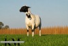 1 X MEATMASTER RECORDED PREGNANT EWE KROON MEATMASTERS - 5