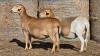 2+1 X BOSVELDER GRADED EWE YARI STOET (Per animal to take the lot)